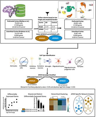 Bioinformatics Analysis of Publicly Available Single-Nuclei Transcriptomics Alzheimer’s Disease Datasets Reveals APOE Genotype-Specific Changes Across Cell Types in Two Brain Regions